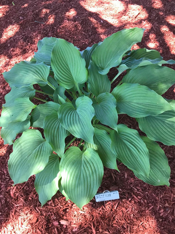Lakeside Full Tide, Hosta