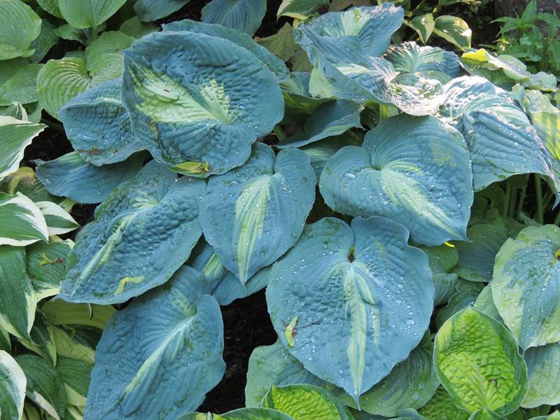 Hudson Bay, Hosta