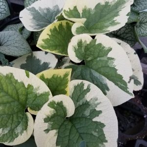 Brunnera 'Variegata'