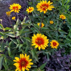 Heliopsis 'Burning Hearts'