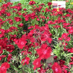 Dianthus 'Rockin' Red'
