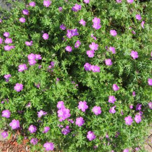 Geranium 'Vision Violet'