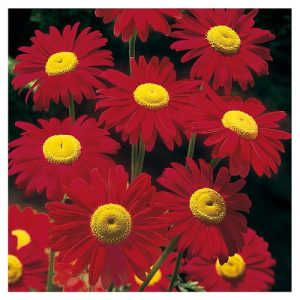 Pyrethrum Robinson 'Dark Crimson'