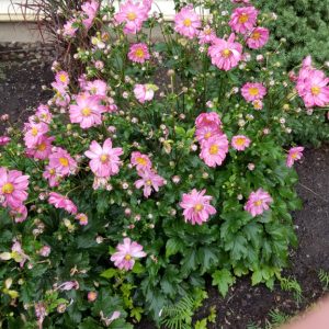 Anemone 'Pocahontas'