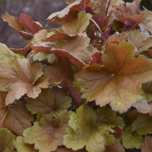 Heuchera 'Toffee Tart'