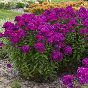 Phlox paniculata 'Ultra Violet'