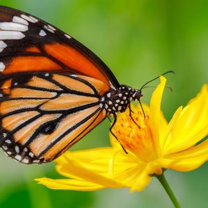 Attracts Butterflies