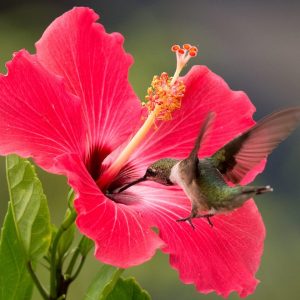 Attracts Hummingbirds