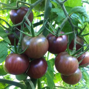 Tomato Plants