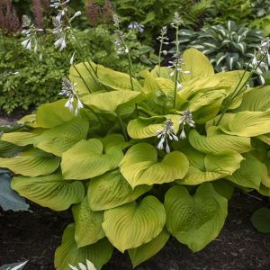 Age of Gold, Hosta