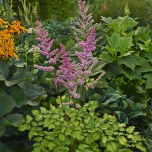 Astilbe 'Amber Moon'