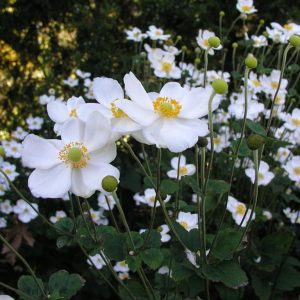 Perennials For Sun To Part Shade