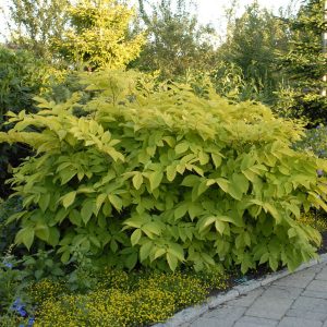 Aralia 'Sun King'