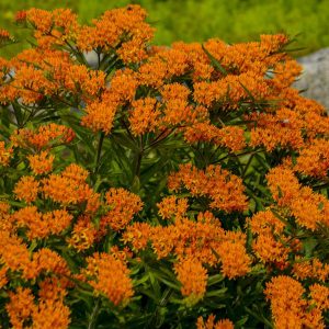 Asclepias 'Tuberosa'