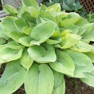 August Moon, Hosta