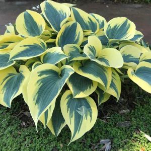 Autumn Frost, Hosta