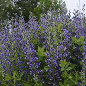 Baptisia 'Blueberry Sundae'
