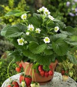 Strawberry 'Berri Basket White'