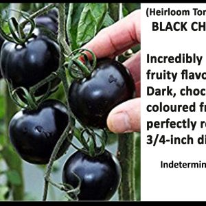 Tomato 'Black Cherry'