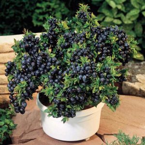 Blueberry 'Top Hat'