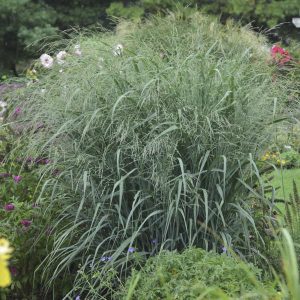 Grass Panicum 'Blue Fountain'