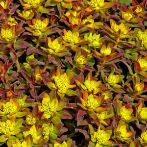 Euphorbia 'Bonfire'