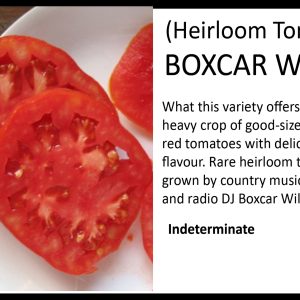 Tomato 'Box Car Willie'