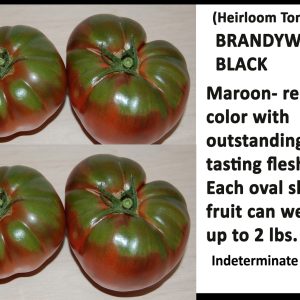 Tomato 'Brandywine Black'