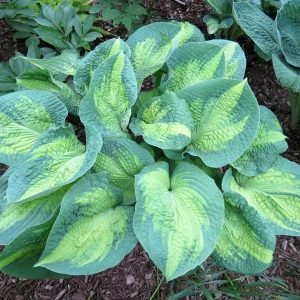 Brother Stefan, Hosta