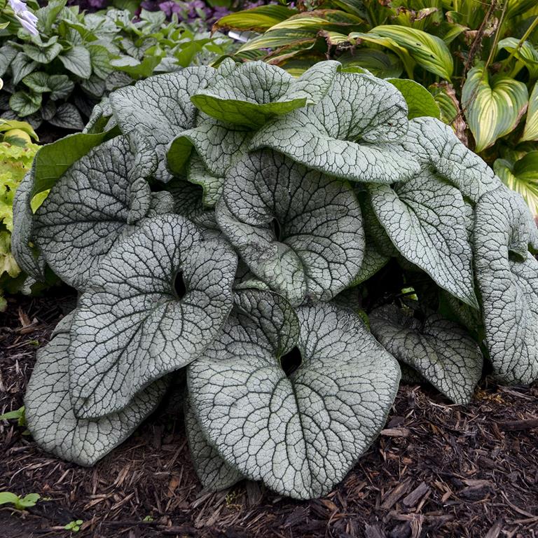 Brunnera 'Queen of Hearts'