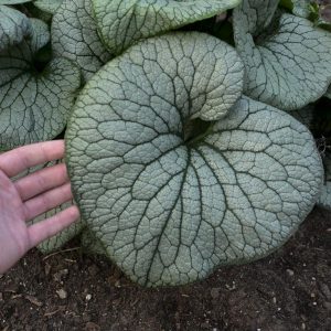 Brunnera 'Sterling Silver'