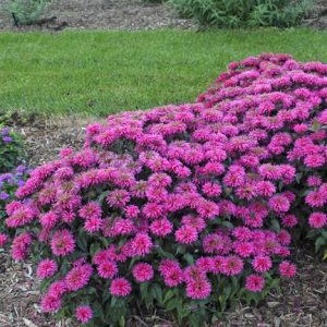 Monarda 'Bubblegum Blast'