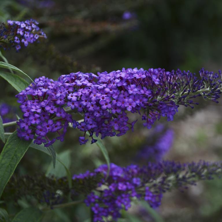 Buddleia 'Blue Knight'