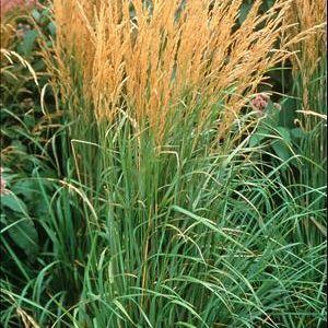 Grass Calamagrostis 'Karl Foerster