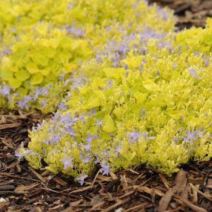Perennial Groundcovers