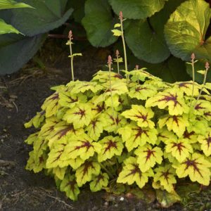 Heucherella 'Catching Fire'