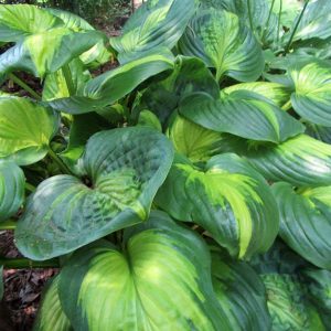 Cathedral Windows, Hosta