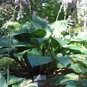 Celtic Uplands, Hosta