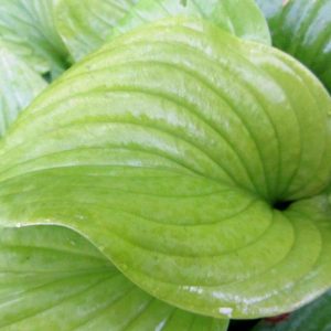 Cerveza, Hosta