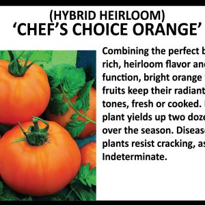 Tomato 'Chef's Choice Orange'