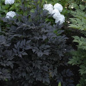 Actaea 'Hillside Black Beauty'