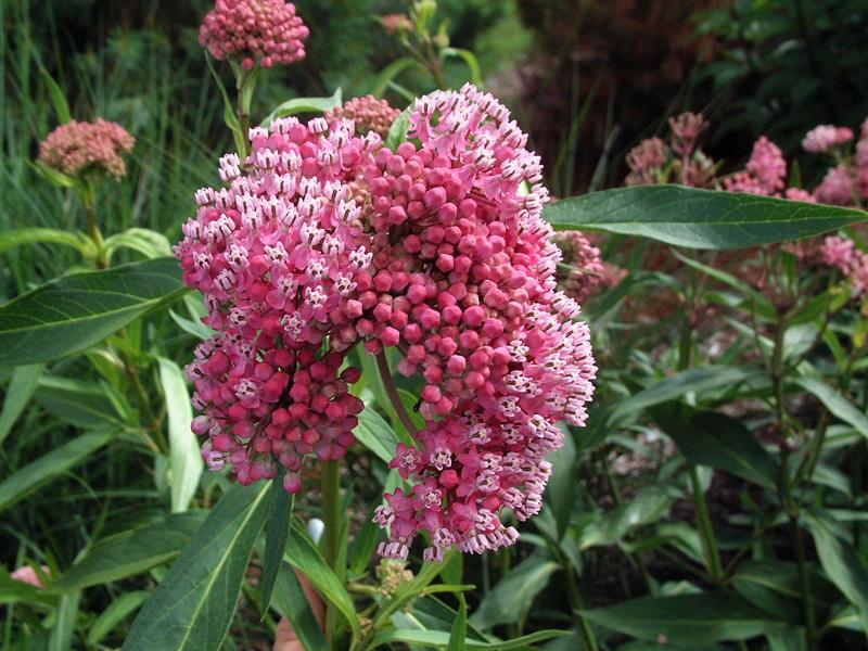 Asclepias 'Cinderella'