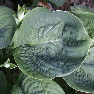 Cloudburst, Hosta