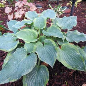 Deja Blu, Hosta