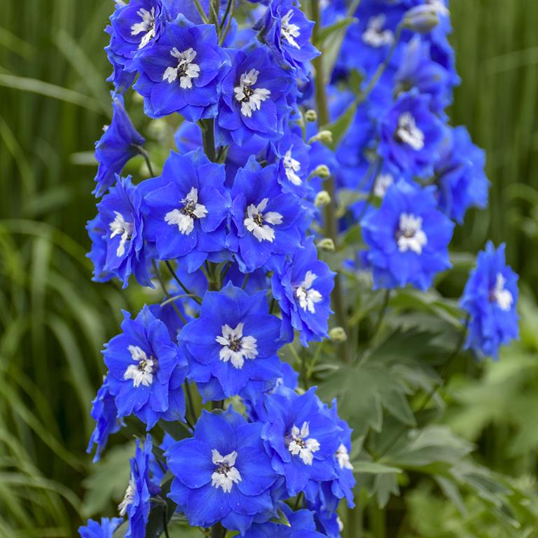 Delphinium 'Cobalt Dreams'