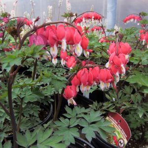 Bleeding Heart 'Valentine'