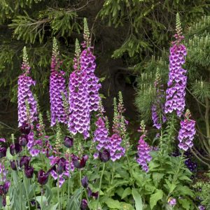 Digitalis 'Dalmation Purple'