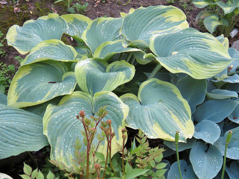 Earth Angel, Hosta