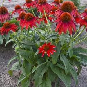 Echinacea 'Sombrero Salsa Red'