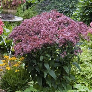 Eupatorium 'Baby Joe'